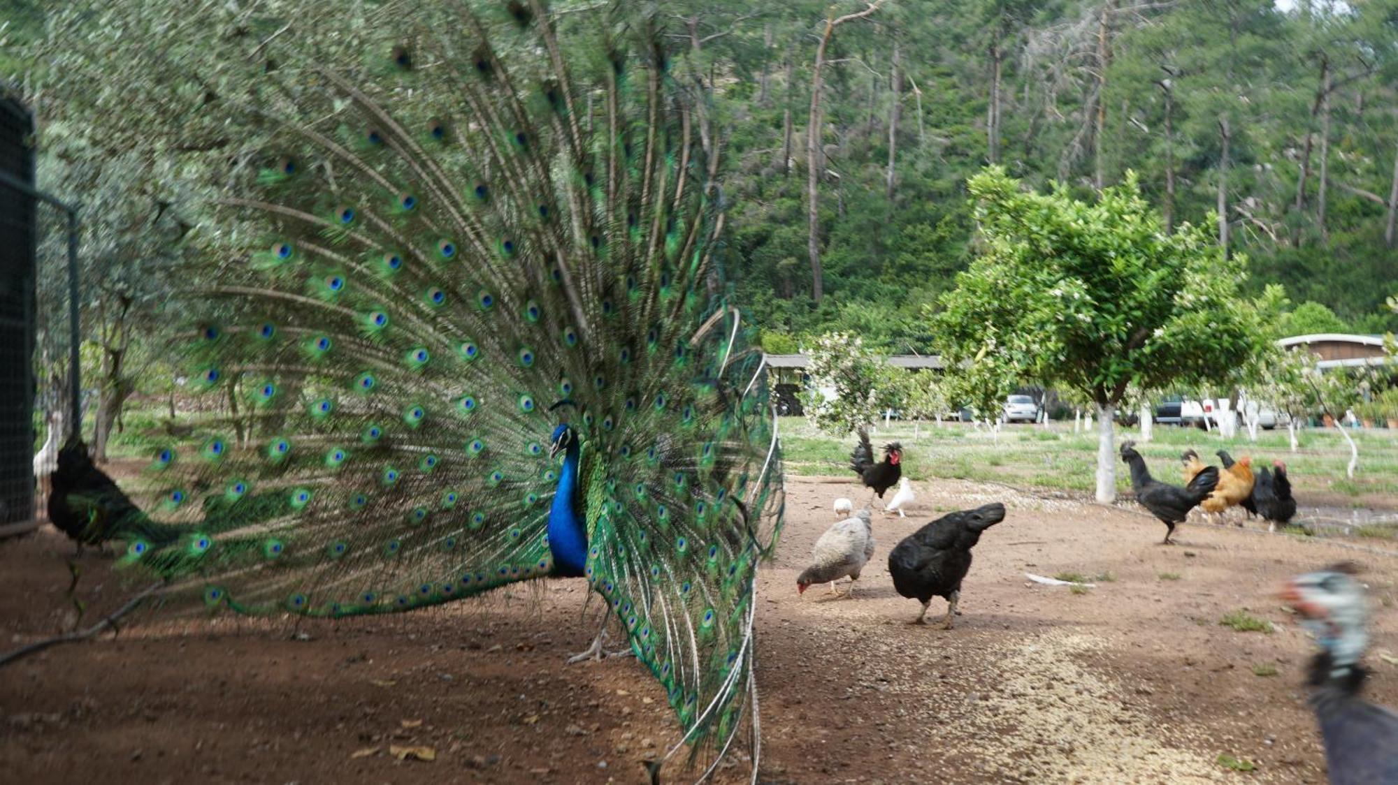 Doga Ciftlik Konaklama Marmaris Esterno foto